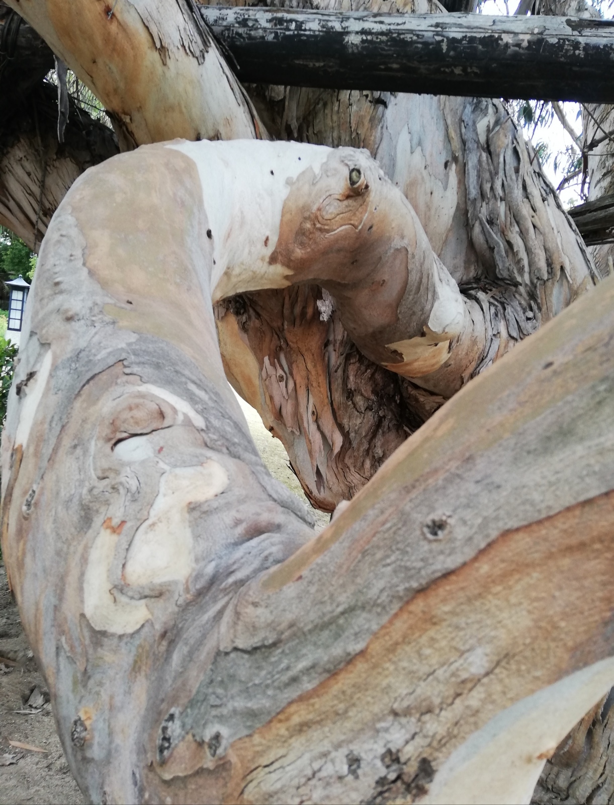 Wood of eucalyptus
