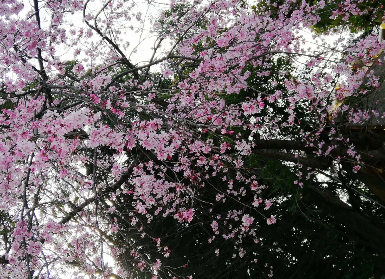 日出処の桜