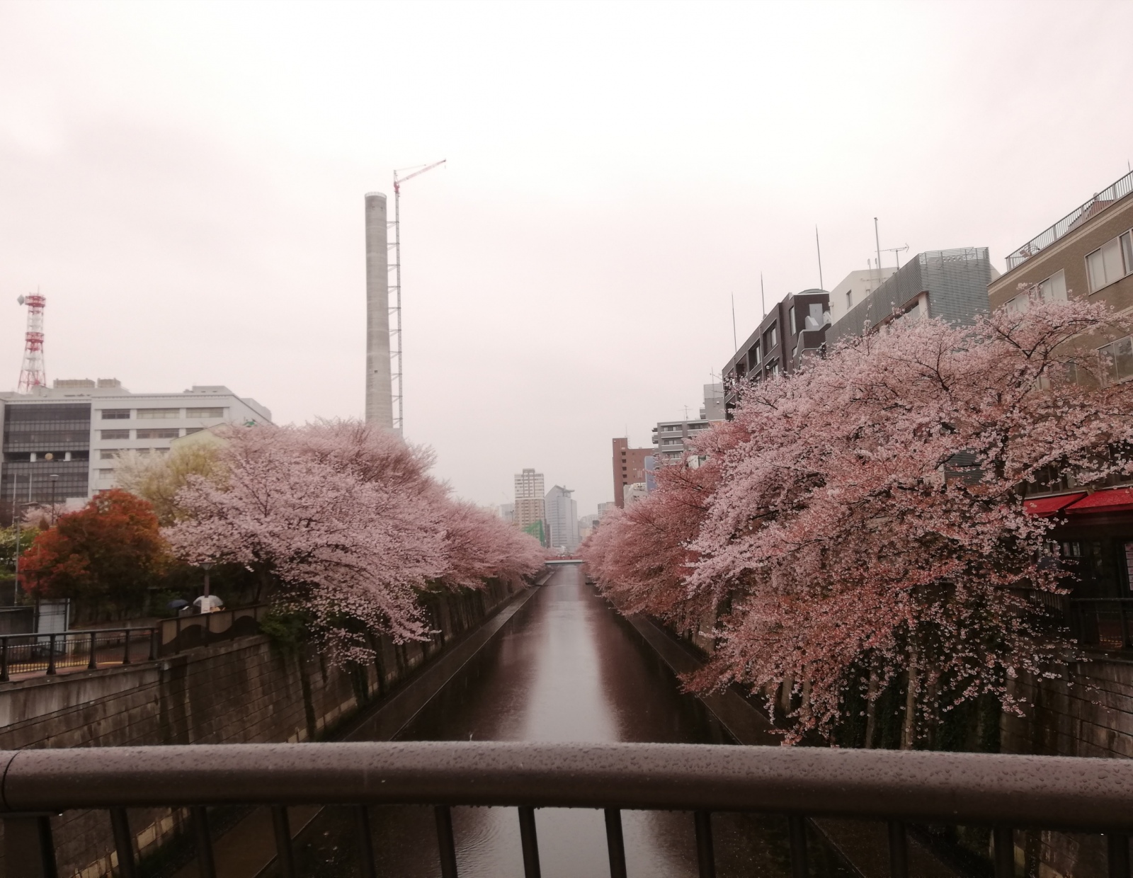 朝早かったお陰で目黒川の桜並木を貸切状態でした