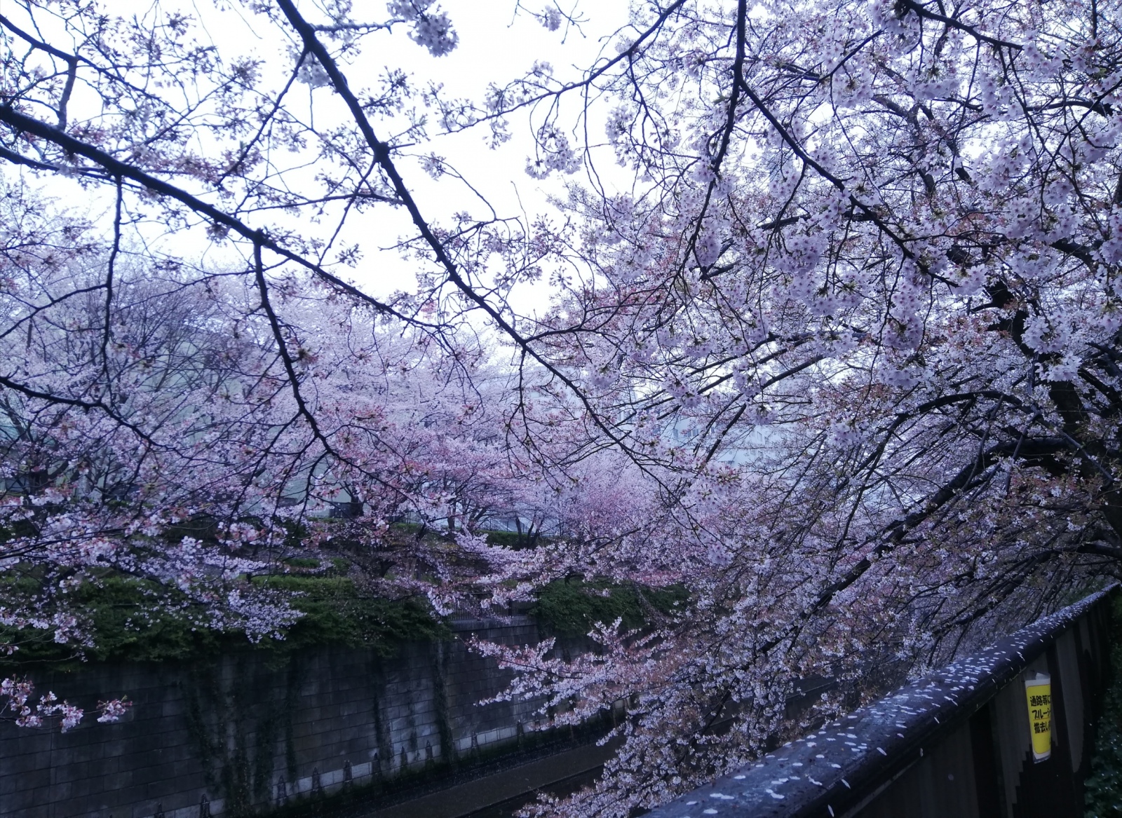 穏やかな気持ちで桜を見れる日が来るとは